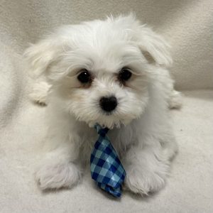 Male Maltese x Havapoo (Havanese/Poodle) Born: 2/2/26 $1799.99 USDA# 48-A-0366