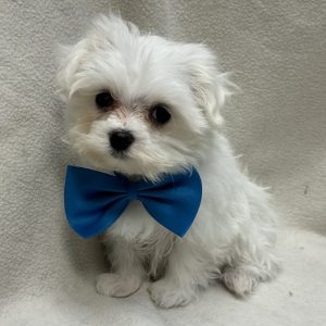 Male Maltese x Havapoo (Havanese/Poodle) Born: 2/2/26 $1899.99 USDA# 48-A-0366