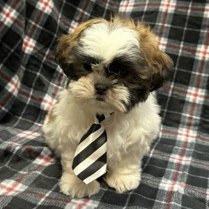 Male Shih Tzu Born: 10/30/25 SALE! Originally: $1799.99 - $100 Now: $1699.99! USDA# 47-B-0126