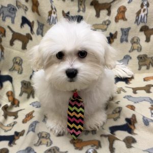 Male Malshi (Maltese x Shih Tzu) Born: 6/18/26 $1399.99 USDA# 47-B-1026