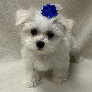 Female Maltese x Havapoo (Havanese/Poodle) Born: 2/2/26 $1999.99 USDA# 48-A-0366