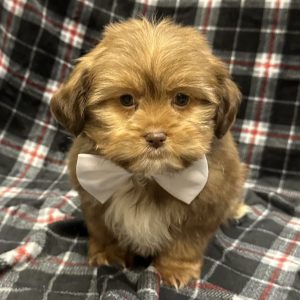 Male Mini Aussie x Shih Tzu Born: 10/30/25 SALE! Originally: $1799.99 - $100 Now: $1699.99! USDA# 47-B-0126