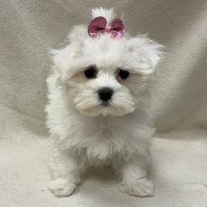 Female Maltese x Havapoo (Havanese/Poodle) Born: 2/2/26 $1999.99 USDA# 48-A-0366