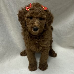 Female Poodle Born: 2/19/26 $ USDA# 48-A-0366