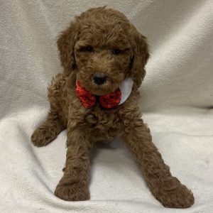 Male Poodle  Born: 2/19/26 $1999.99 USDA# 48-A-0366