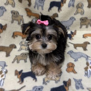 Female Morkie (Maltese x Yorkie) Born: 7/18/26 $2299.99 USDA# 47-B-1026