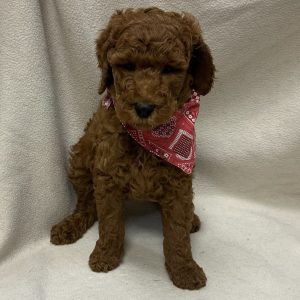 Male Poodle Born: 2/19/26 $ USDA# 48-A-0366