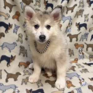 Male Pomsky (Pomeranian x Husky) Born: 8/13/26 $1999.99 USDA# 47-B-0126