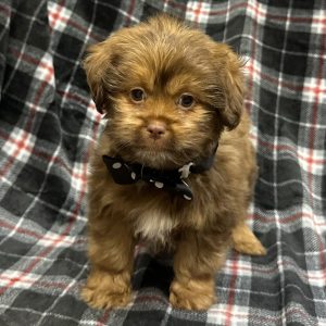 Male Mini Aussie x Shih Tzu  Born: 10/30/25 SALE! Originally: $1799.99 - $100 Now: $1699.99! USDA# 47-B-0126