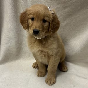 Female Golden Retriever Born: 2/18/26 SALE! Originally: $2499.99 - $200 Now: $2299.99! USDA# 48-A-0366