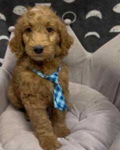 Male Moyendoodle (Moyen Poodle x Mini Goldendoodle)  Born: 9/22/24 $1899.99  USDA# 47-B-0126