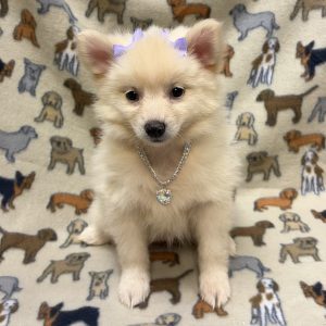 Female Pomsky (Pomeranian x Husky) Born: 8/13/26 $1899.99 USDA# 47-B-1026