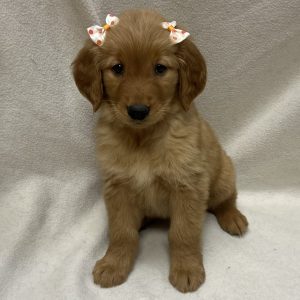 Female Golden Retriever Born: 2/18/26 SALE! Originally: $2499.99 - $200 Now: $2299.99! USDA# 48-A-0366