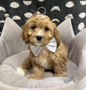 Male Cavapoo (Cavalier x Poodle)  Born: 9/16/24  $1899.99  USDA# 47-B-0126