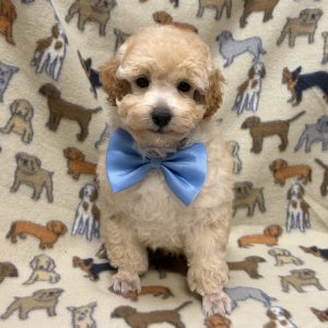 Male Mini Poodle  Born: 8/16/26 $1999.99 USDA# 47-B-0126