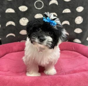 Female Havanese  Born: 9/13/24 $1699.99  USDA# 47-B-0126