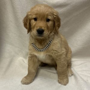 Male Golden Retriever Born: 2/18/26 SALE! Originally: $2499.99 - $200 Now: $2299.99! USDA# 48-A-0366
