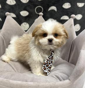 Male Shiranian (Shih Tzu x Pomeranian)  Born: 9/17/24  $1799.99  USDA# 47-B-0126