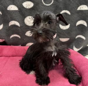 Female Mini Schnauzer  Born: 9/4/24 $1799.99  USDA# 47-B-0126