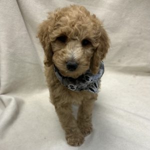 Male Goldendoodle Born: 2/10/26 $1999.99 USDA# 48-A-0366
