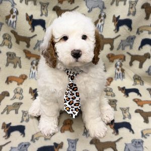 Male Bernedoodle Born: 8/16/26 $2399.99 USDA# 47-B-0126