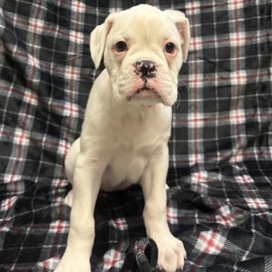 Female Boxer Born: 11/3/25 SALE! Originally: $1899.99 - $200 Now: $1699.99! USDA# 48-A-2193