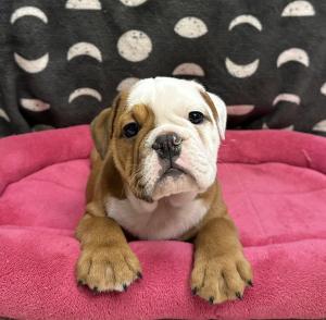 Female Bulldog  Born: 9/20/24  $3999.99  USDA# 47-B-0126