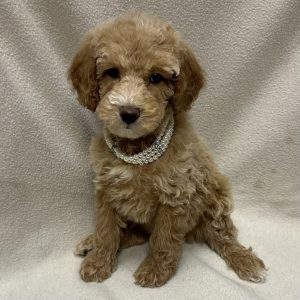 Female Goldendoodle Born: 2/18/26 $2099.99 USDA# 48-A-0366