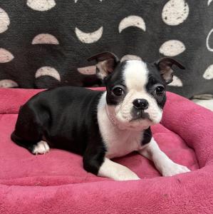 Female Boston Terrier  Born: 8/30/24 $1899.99  USDA# 47-B-0126