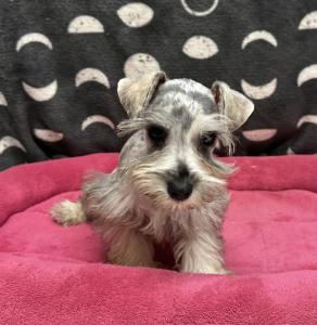 Female Mini Schnauzer  Born: 9/2/24 $1899.99  USDA# 47-B-0126