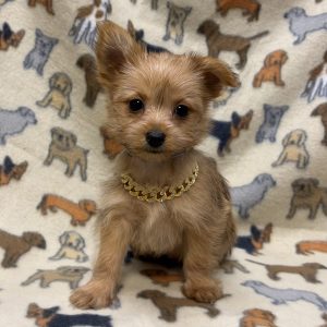 Male Yoranian (Yorkie x Pomeranian) Born: 8/13/26 $2099.99 USDA# 47-B-0126