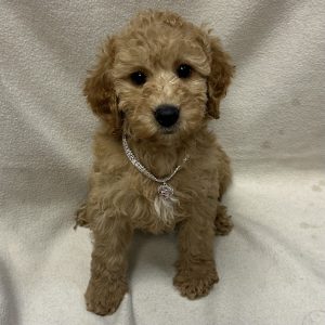 Female Goldendoodle Born: 2/10/26 $1999.99 USDA# 48-A-0366