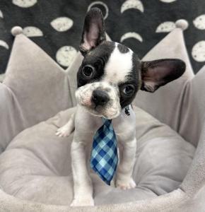 Male French Bulldog x Boston Terrier   Born: 9/19/24  $2999.99 USDA# 47-B-0126