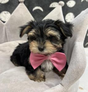 Male Morkie (Maltese x Yorkie)  Born: 9/6/24  $2199.99  USDA# 47-B-0126