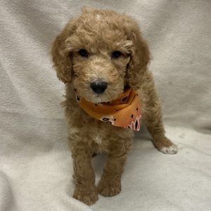 Male Goldendoodle Born: 2/18/26 $2099.99 USDA# 48-A-0366
