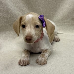 Female Dachshund Born: 2/7/26 $2599.99 USDA$ 48-A-0366