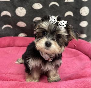 Female Morkie (Maltese x Yorkie)  Born: 9/6/24  $2199.99  USDA# 47-B-0126