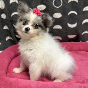 Female Chihuahua x Pomeranian Born: 9/15/24  $1999.99  USDA# 47-B-0126