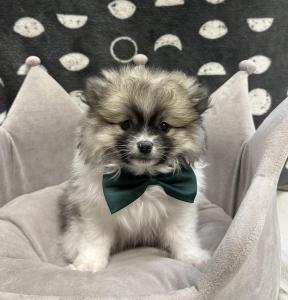 Male Pomeranian  Born: 9/22/24 $2199.99  USDA# 47-B-0126