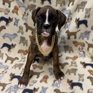 Male Boxer  Born: 8/12/26 $2199.99 USDA# 47-B-0126