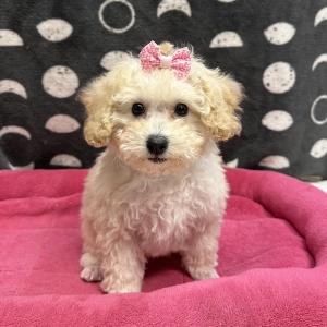 Female Poodle  Born: 9/15/24 $2099.99  USDA# 47-B-0126