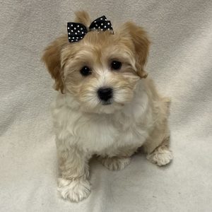 Female Havapoo (Havanese x Poodle) Born: 2/12/26 $1899.99 USDA# 47-B-0126