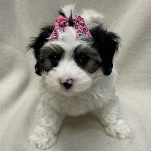 Female Morkiepoo (Maltese/Poodle x Yorkie) Born: 2/20/26 $1999.99 USDA# 47-B-0126
