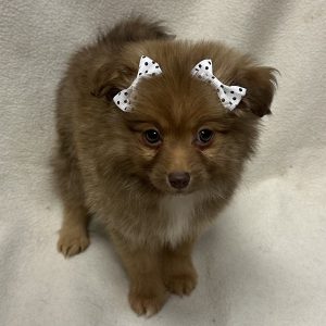 Female Aussiepom (Australian Shepherd x Pomeranian) Born: 2/21/26 $1899.99 USDA# 47-B-0126