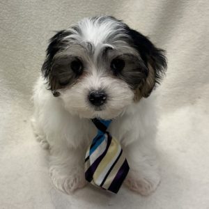 Male Morkie (Maltese x Yorkie) Born: 2/20/26 $1899.99 USDA# 47-B-0126