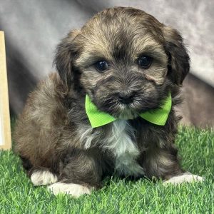 Male ShorkiePoo (Yorkie x Shihpoo)  Born: 4/26/26  SALE! Originally: $1899.99 - $100 Now: $1799.99!  USDA# 47-B-0126