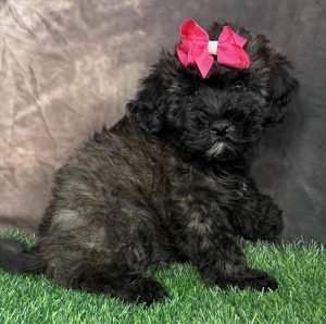Female Whoodle (Mini Poodle x Wheaten Terrier)  Born 3/13/26  Sale! $1399.99 (Reg Price $1899.99)  USDA #47-B-0126